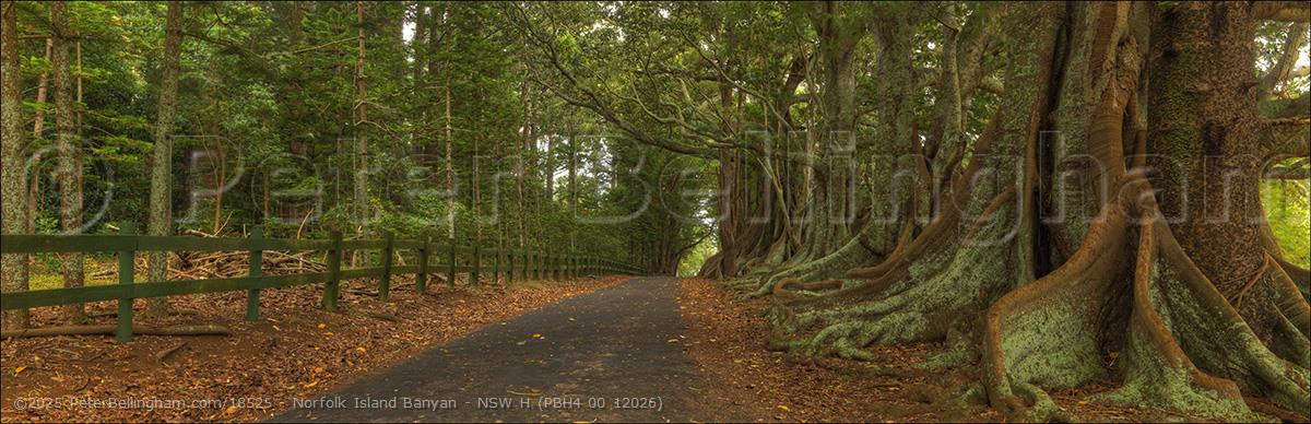 Peter Bellingham Photography Norfolk Island Banyan - NSW H (PBH4 00 12026)